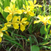 노랑붓꽃(Iris koreana Nakai) : 산들꽃