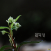 매화노루발(Chimaphila japonica Miq.) : 고들빼기