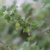 서양까치밥나무(Ribes grossularia L.) : 무심거사