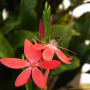 콕시니아 : 꽃천사