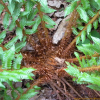 관중(Dryopteris crassirhizoma Nakai) : 별꽃