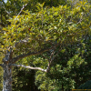 육박나무(Actinodaphne lancifolia (Siebold & Zucc.) Meisn.) : 봄까치꽃