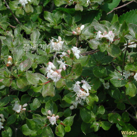 흰참꽃나무(Rhododendron sobayakiense Y.Watan. & T.Yukawa var. koreanum Y.Watan. & T.Yukawa) : 고등어
