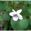 잔털제비꽃(Viola keiskei Miq.) : 통통배