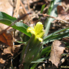 멱쇠채(Scorzonera austriaca Willd.) : 필릴리