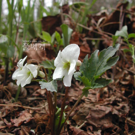 단풍제비꽃(Viola albida Palib. var. takahashii (Makino) Nakai) : 벼루