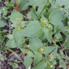 별꽃아재비(Galinsoga parviflora Cav.) : 산들꽃