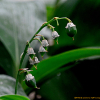 은방울꽃(Convallaria keiskei Miq.) : 통통배