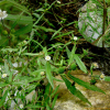 가는잎한련초(Eclipta alba (L.) Hassk.) : 塞翁之馬