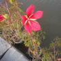 히비스커스 콕치네우스 (단풍잎부용) : 봄까치꽃