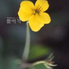 털노랑제비꽃(Viola brevistipulata var. minor Nakai) : kplant1