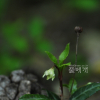 매화노루발(Chimaphila japonica Miq.) : 고들빼기