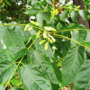 가중나무(Ailanthus altissima (Mill.) Swingle) : 카르마