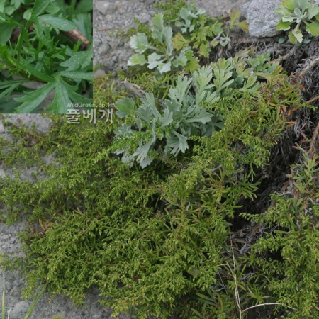 갯제비쑥(Artemisia littoricola Kitam.) : 무심거사