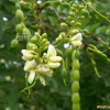 회화나무(Sophora japonica L.) : 들국화