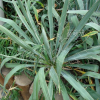 실유카(Yucca filamentosa L.) : 청암