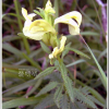 만주송이풀(Pedicularis mandshurica Maxim.) : 푸른마음