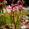 개정향풀(Apocynum lancifolium Russanov) : 설뫼