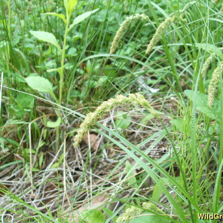 산괭이사초(Carex leiorhyncha C.A.Mey.) : 꽃마리