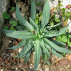 끈끈이대나물(Silene armeria L.) : 청암