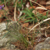 갈래꿀풀(Prunella intermedia Link) : 산들꽃