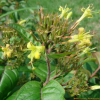 애기병꽃(Diervilla sessilifolia Buckley) : 박용석nerd
