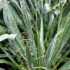 실유카(Yucca filamentosa L.) : 봄까치꽃