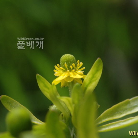개구리자리(Ranunculus sceleratus L.) : 청풍