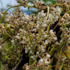 새삼(Cuscuta japonica Choisy) : 벼루