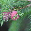 가문비나무(Picea jezoensis (Siebold & Zucc.) Carriere) : 무심거사
