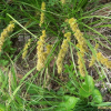 산괭이사초(Carex leiorhyncha C.A.Mey.) : 塞翁之馬