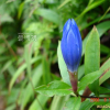 과남풀(Gentiana triflora var. japonica (Kusn.) H.Hara) : 봄까치꽃