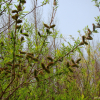 개키버들(Salix integra Thunb.) : 추풍