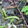올미(Sagittaria pygmaea Miq.) : 노루발