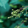 국수나무 : 꽃사랑한동구