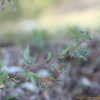 개차즈기(Amethystea caerulea L.) : 여울목
