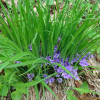 각시붓꽃(Iris rossii Baker) : 벼루