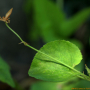 섬제비꽃 : 무심거사