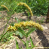 산괭이사초(Carex leiorhyncha C.A.Mey.) : 塞翁之馬