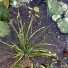 물부추(Isoetes japonica A.Braun) : kplant1