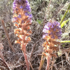 초종용(Orobanche coerulescens Stephan) : 들꽃사랑