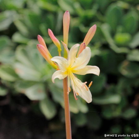 제주상사화(Lycoris × chejuensis K.H.Tae & S.C.Ko) : 산들꽃