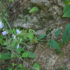 모시대(Adenophora remotiflora (Siebold & Zucc.) Miq.) : 무심거사