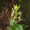 나나벌이난초(Liparis krameri Franch. & Sav.) : 산들꽃