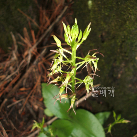나나벌이난초(Liparis krameri Franch. & Sav.) : 꽃마리