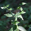 긴담배풀(Carpesium divaricatum Siebold & Zucc.) : 산들꽃