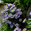해국(Aster spathulifolius Maxim.) : 풀잎사랑