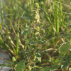 개비름(Amaranthus blitum L. subsp. oleraceus (L.) Costea) : 들국화