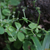 털둥근갈퀴(Galium kamtschaticum Steller ex Roem. & Schult. var. yakusimense (Masam.) T.Yamaz.) : 통통배