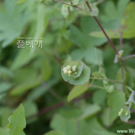며느리배꼽(Persicaria perfoliata (L.) H.Gross) : 카르마